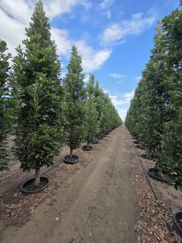 Beacon® Oak