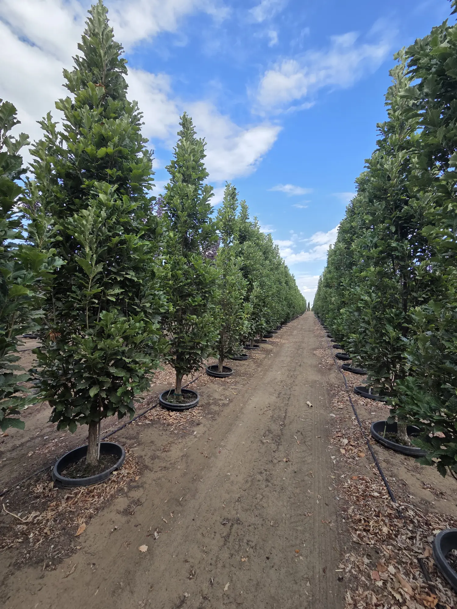 Beacon® Oak — 2.25"