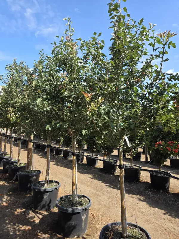 Toba Hawthorn