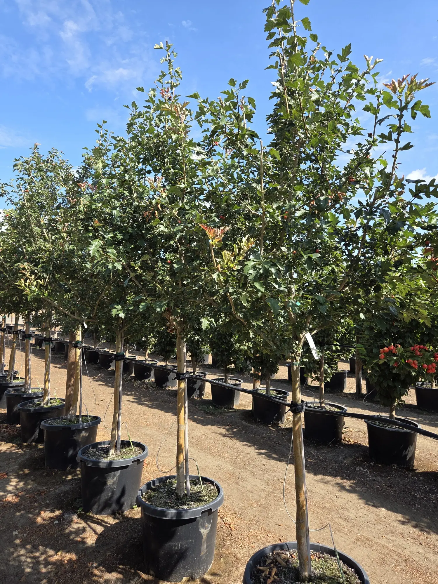 Toba Hawthorn — 2"