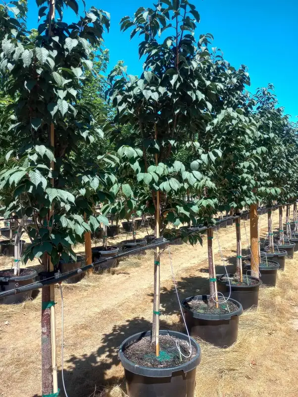Pink Myst® Cherry
