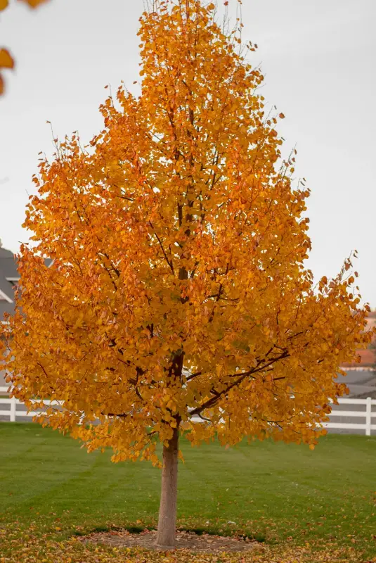 'Greenspire®' Linden