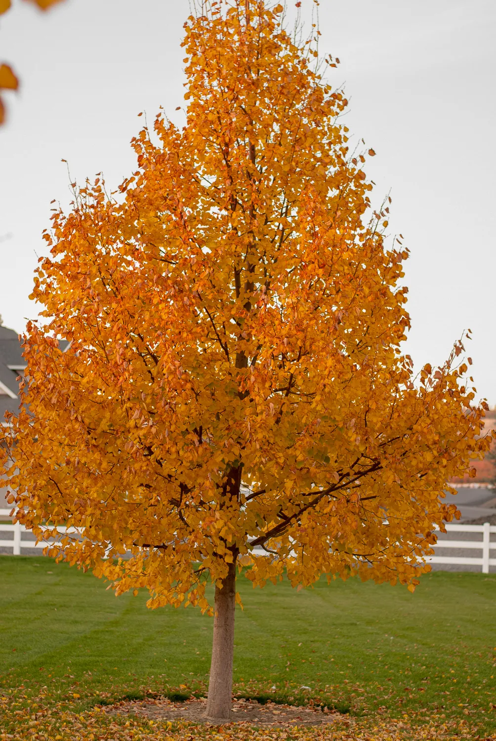 'Greenspire®' Linden