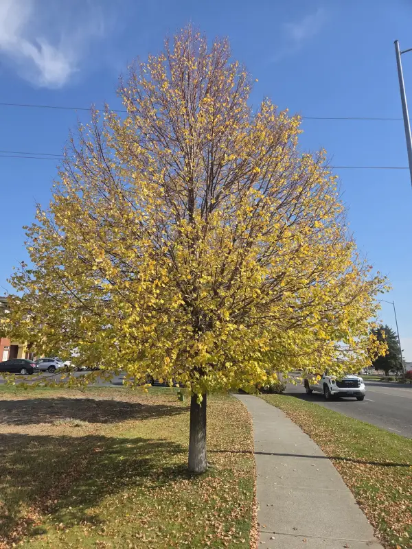 'Greenspire®' Linden