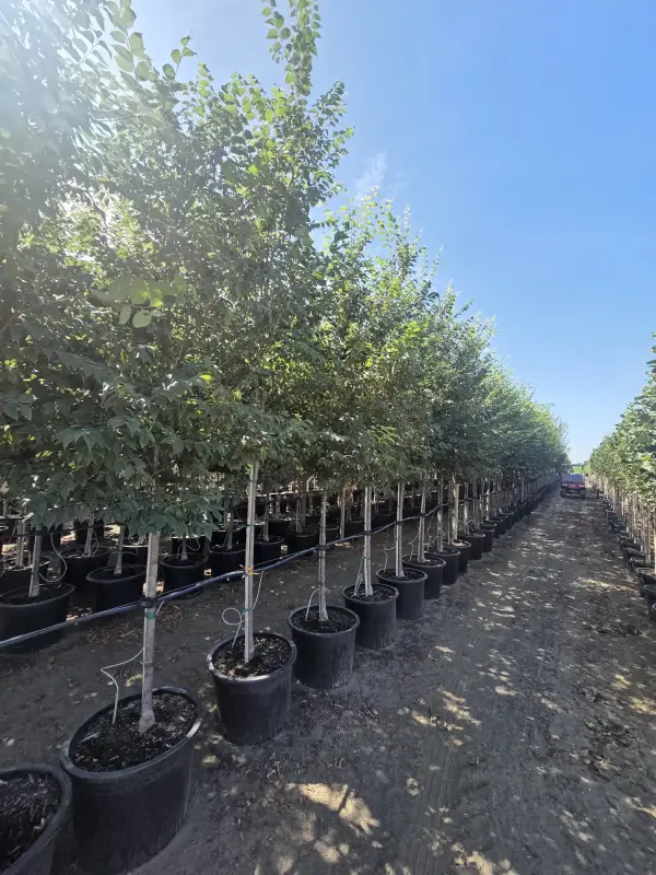 Zileration® Zelkova