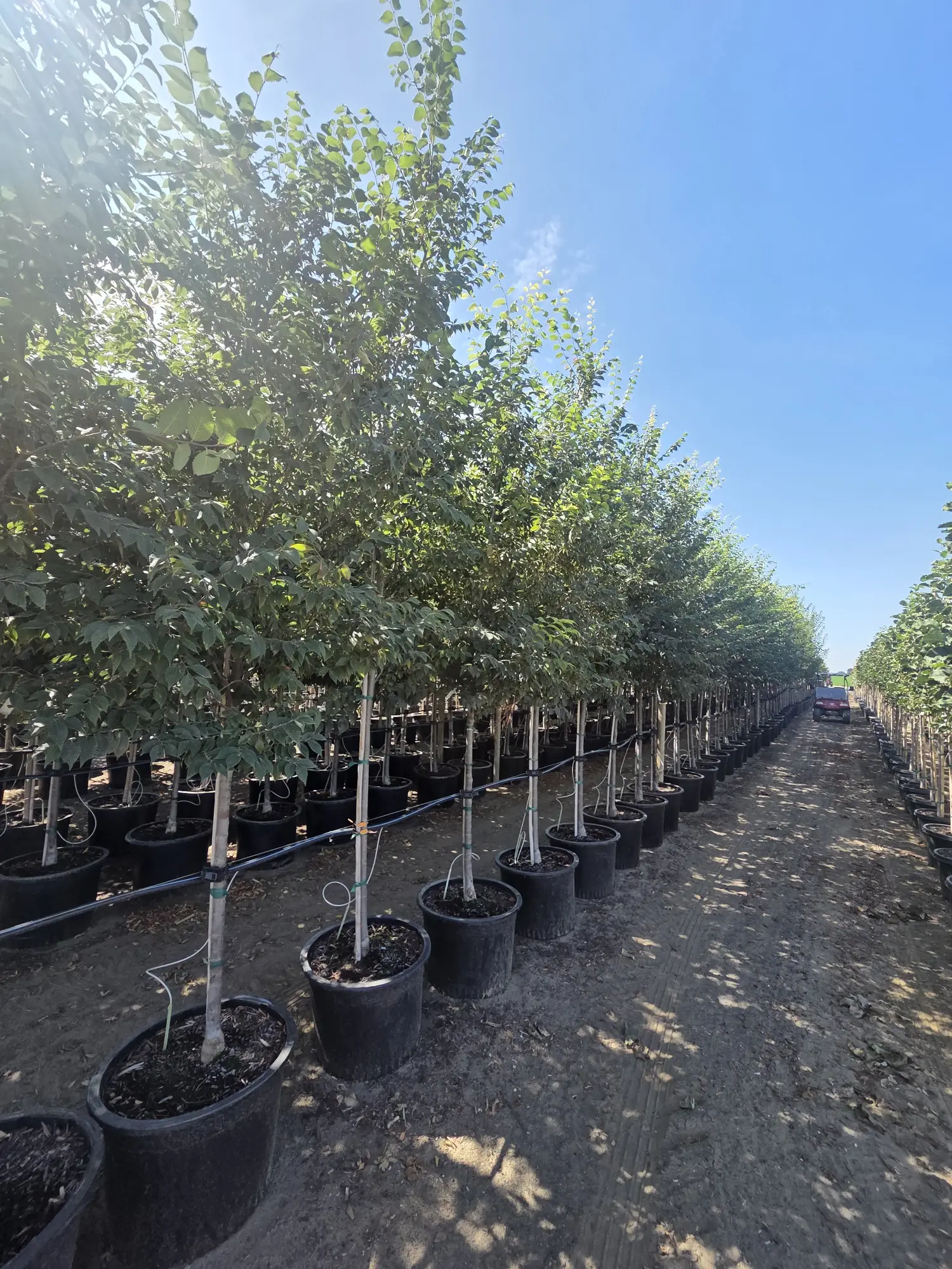 Zileration® Zelkova — 2"