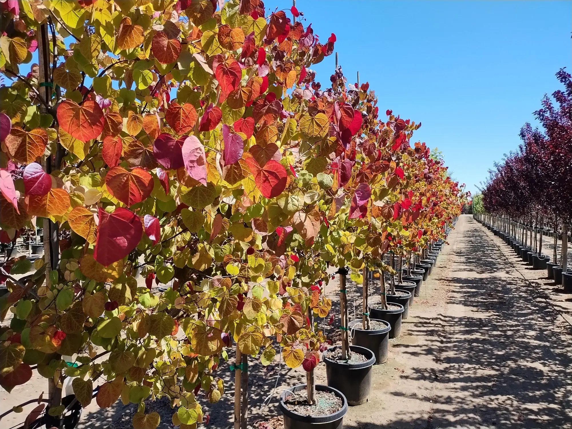 Flame Thrower® Redbud