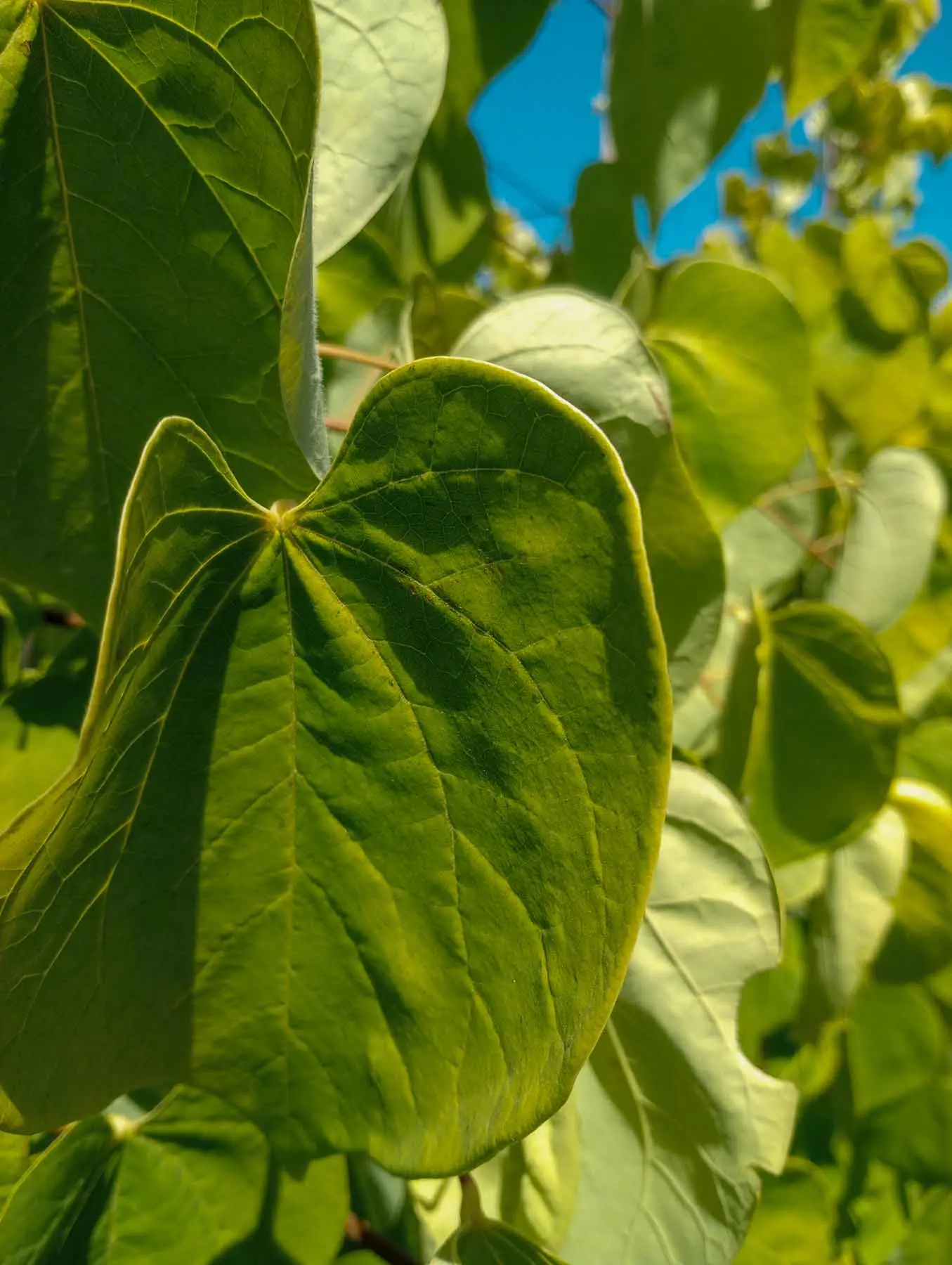 Golden Falls® Redbud