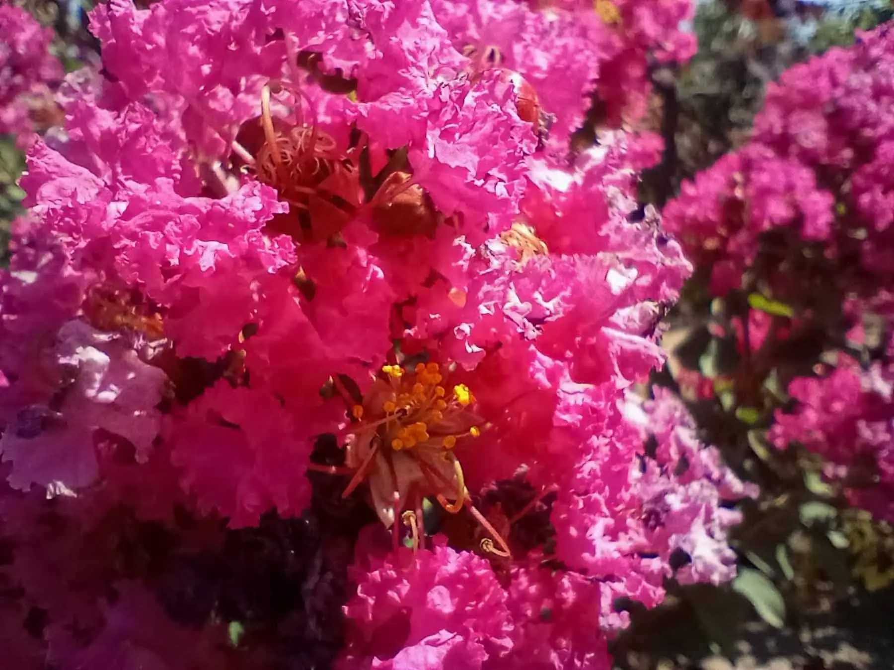 Purple Magic Crape Myrtle