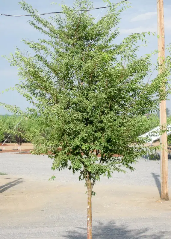 Green Vase® Zelkova Tree