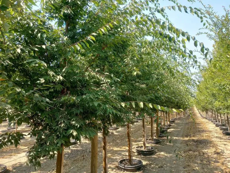 Village Green™ Zelkova Tree