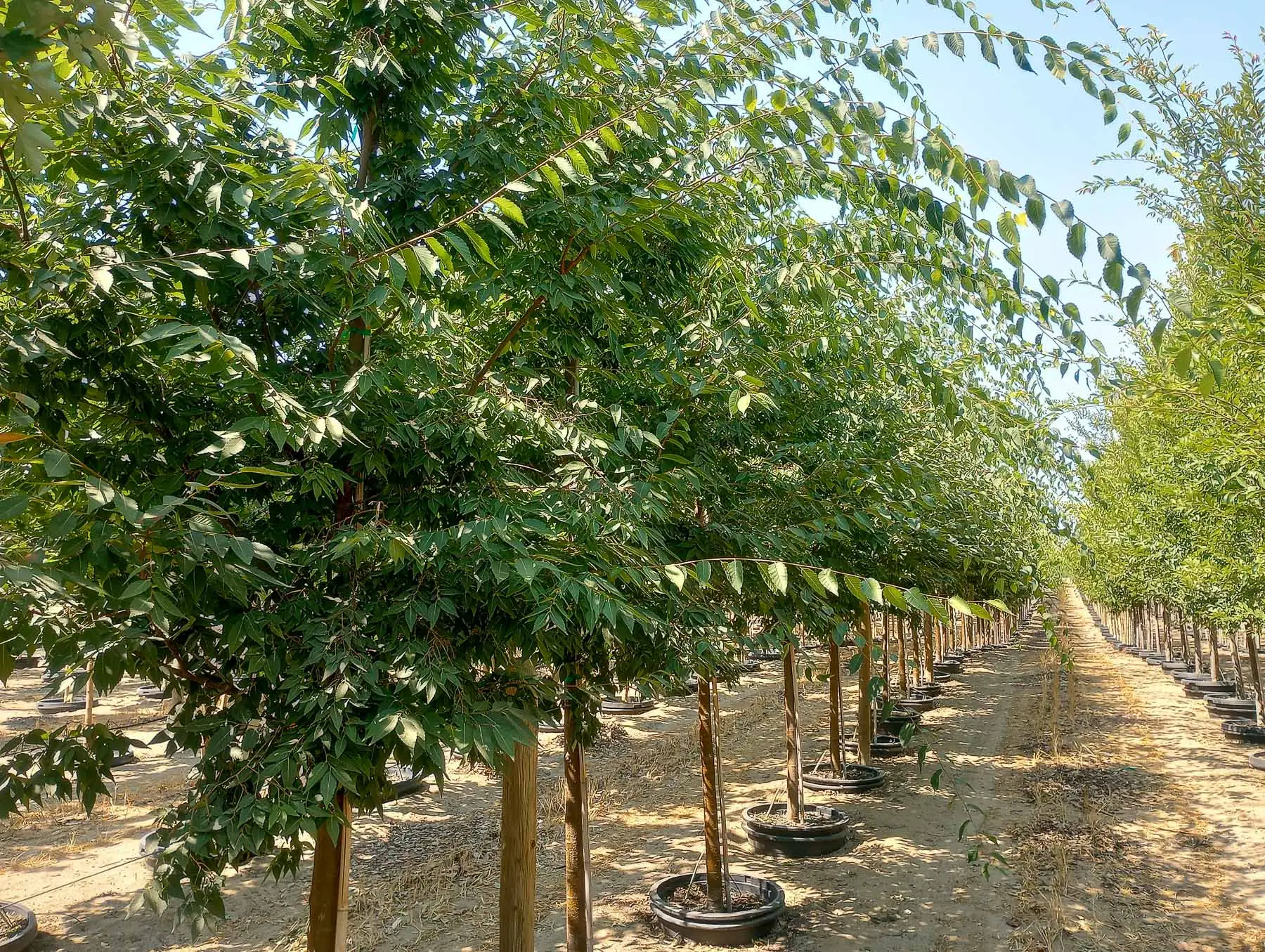 Village Green™ Zelkova Tree