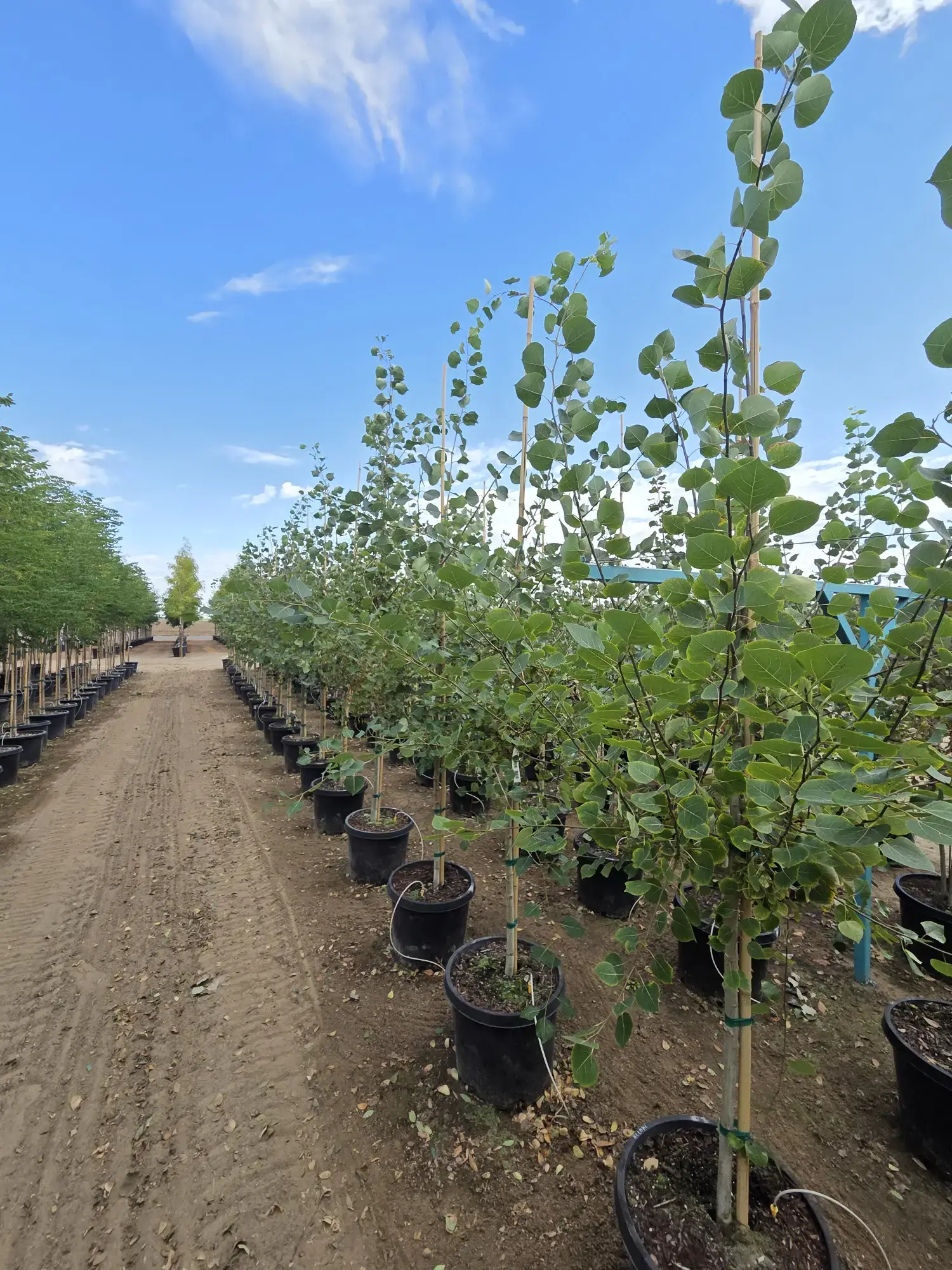 Rocky Mountain White Aspen — 1.5"