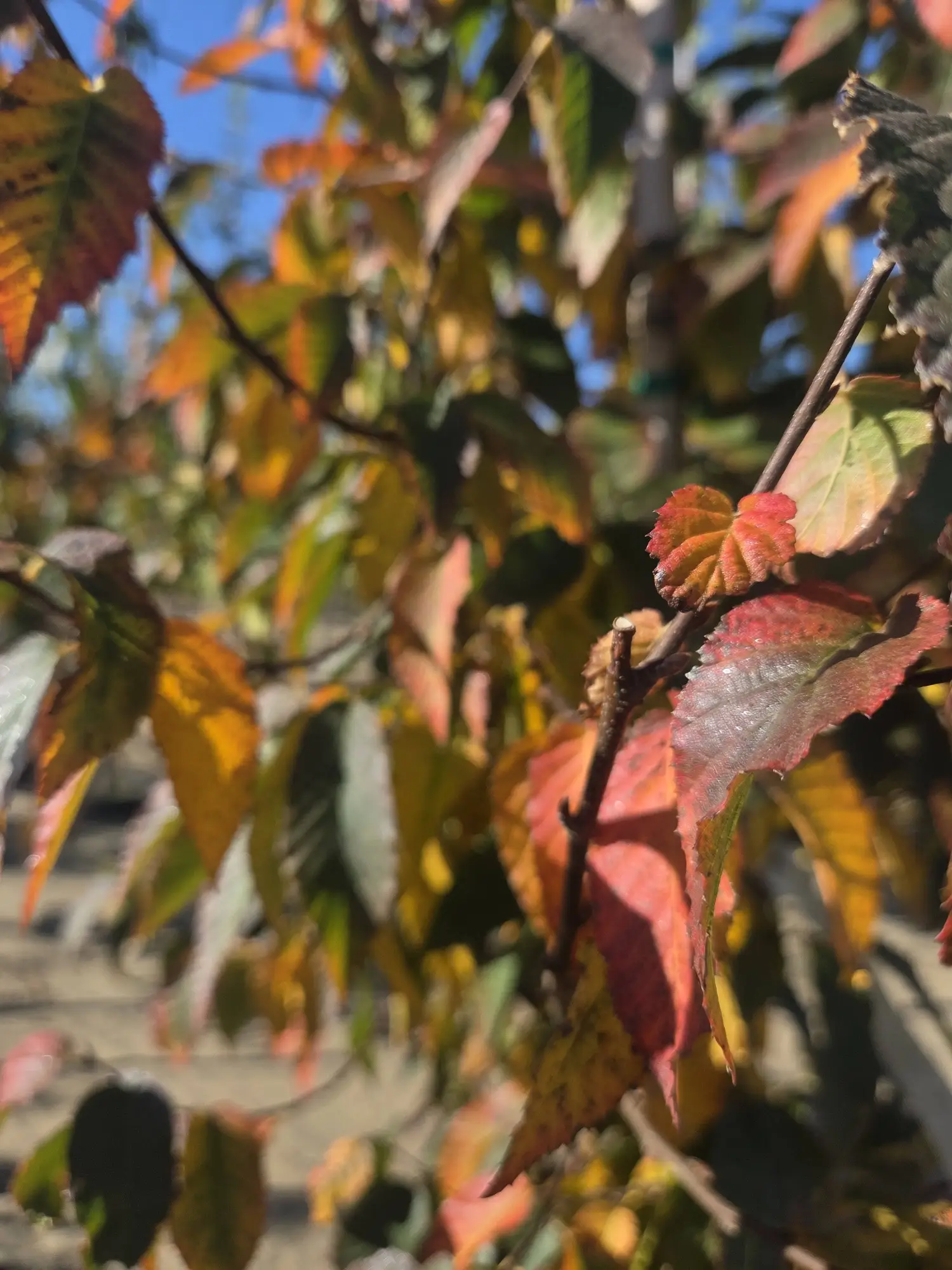 Rising Fire® American Hornbeam