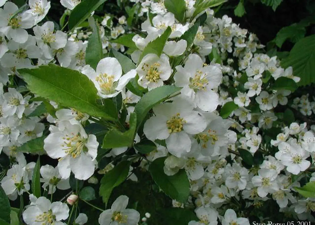 Sargent Crabapple Tree