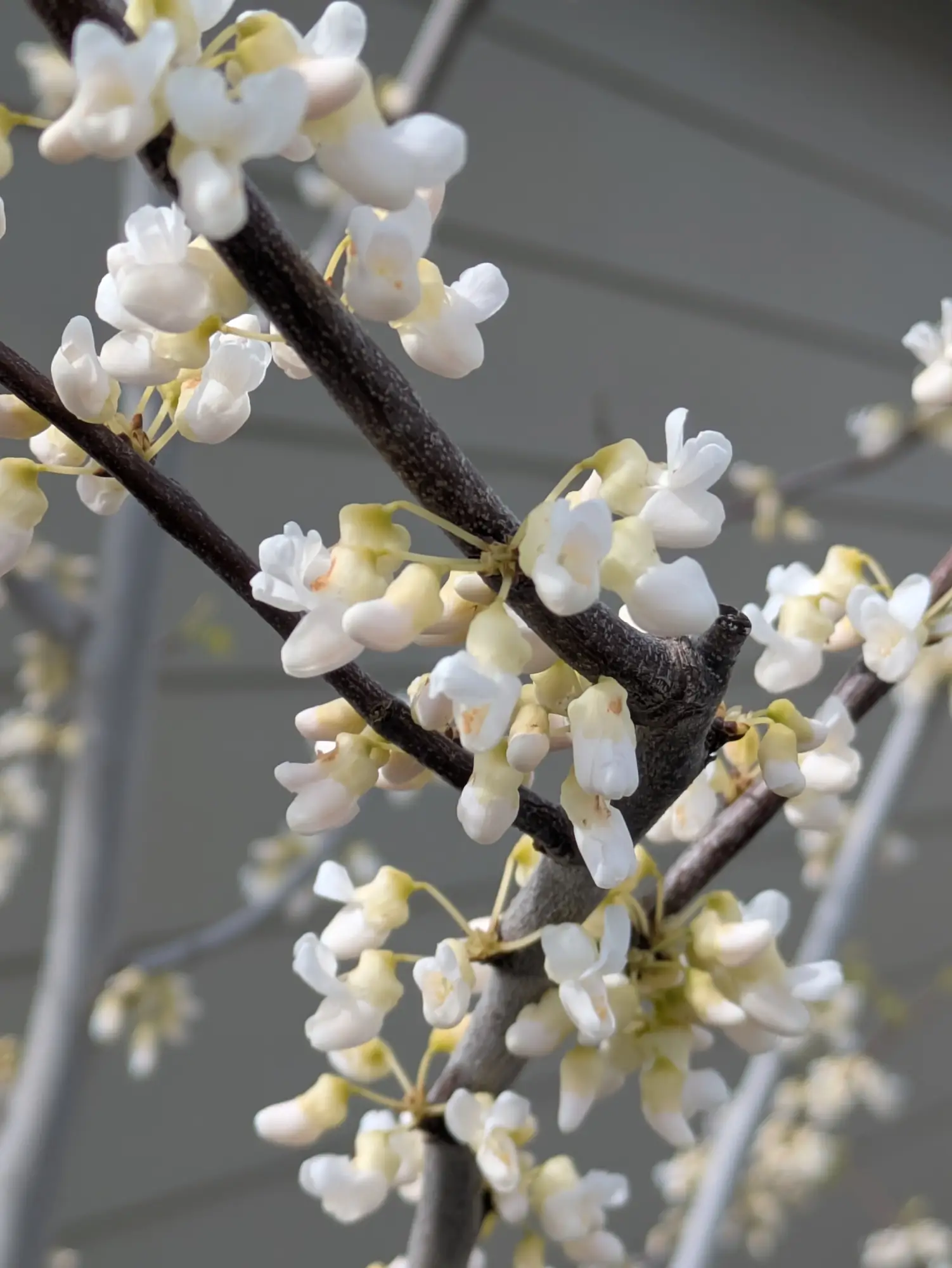 Royal White Eastern Redbud
