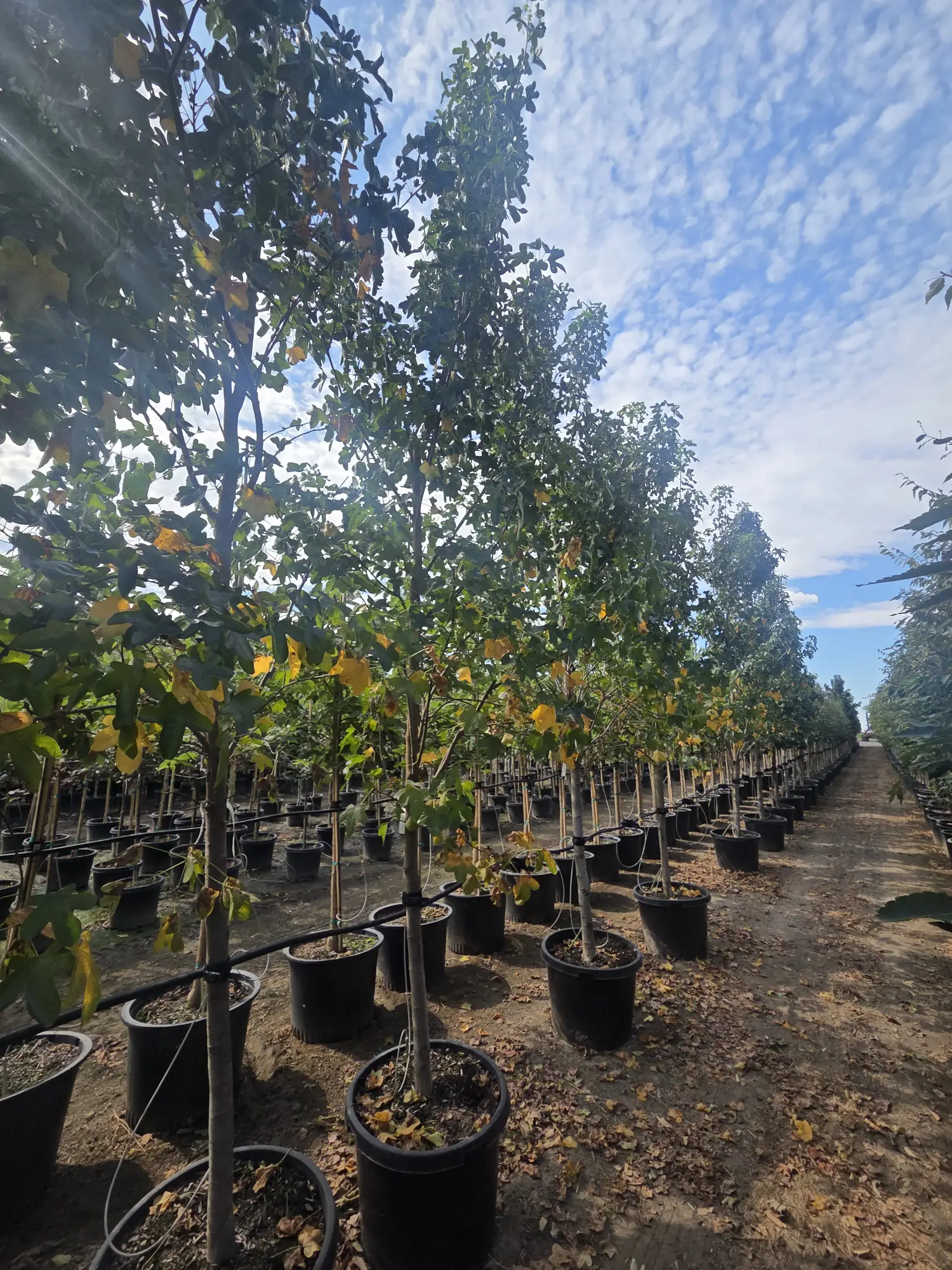 Rotundiloba Sweetgum — 2"