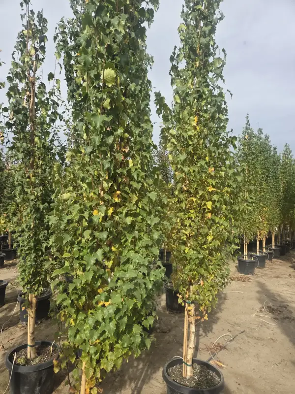 Parkland Pillar™ - First Editions® Birch