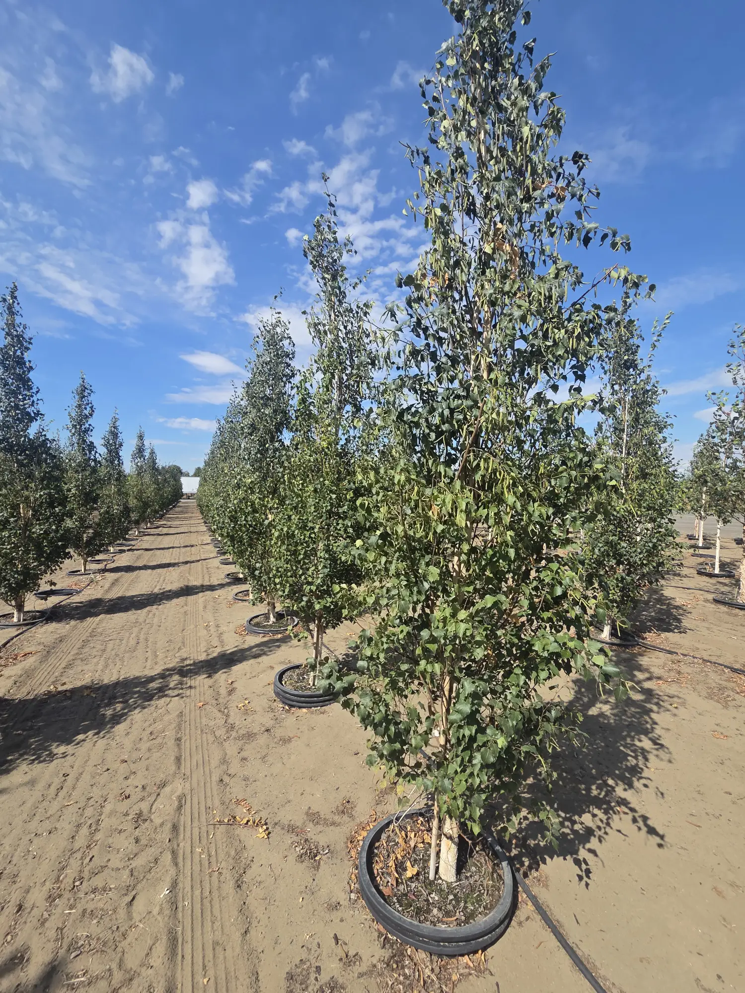 Parkland Pillar™ - First Editions® Birch — 2"