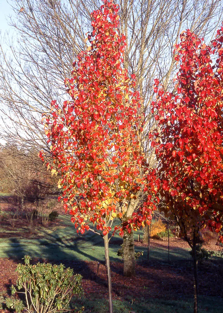 Capital Pear Tree