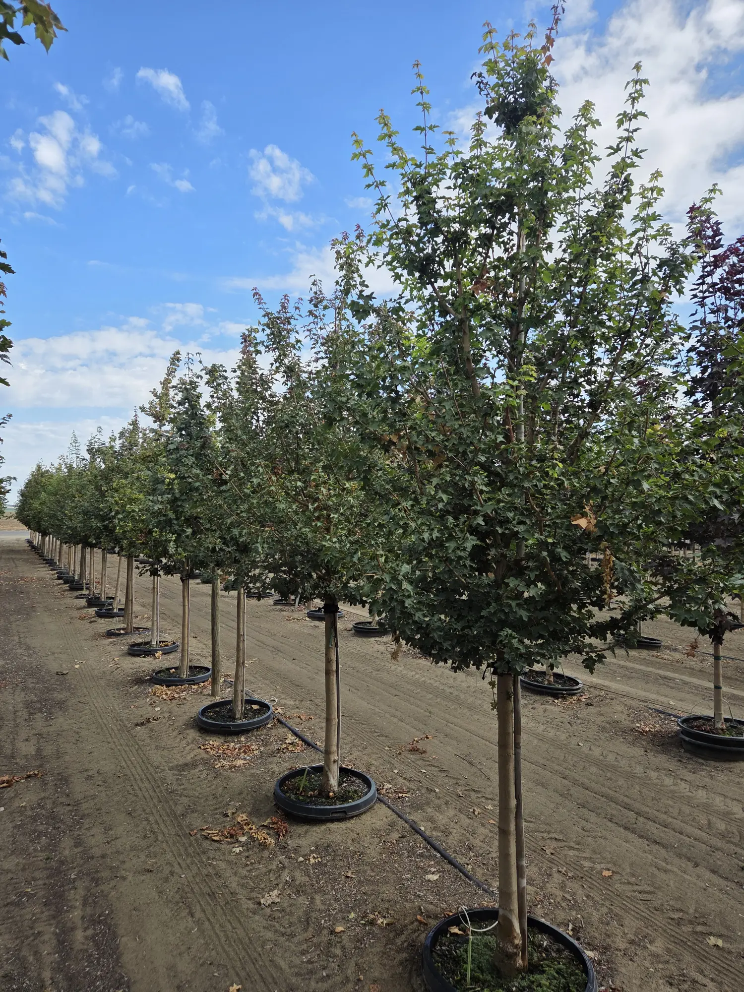Hedge Tree — 2"