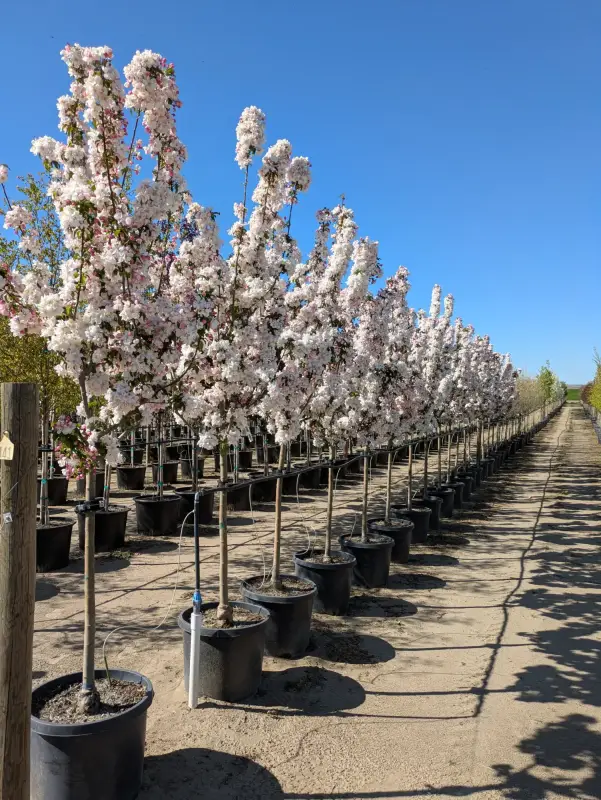 Raspberry Spear® Crabapple