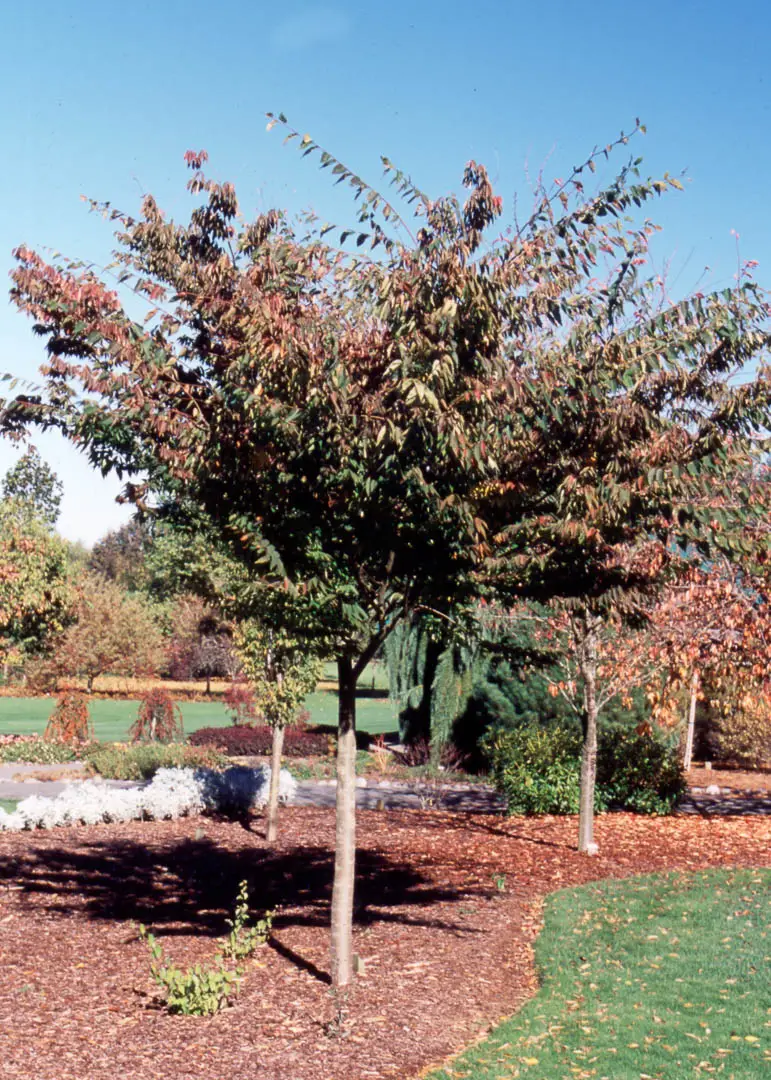 Wireless® Zelkova Tree