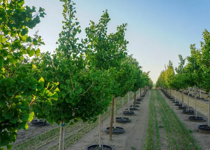 Princeton Sentry® Ginkgo Tree