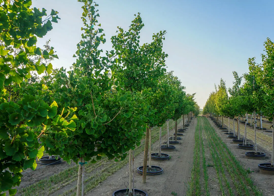 Princeton Sentry® Ginkgo Tree